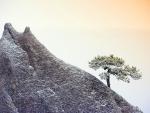 Lone_Pine_Anhui