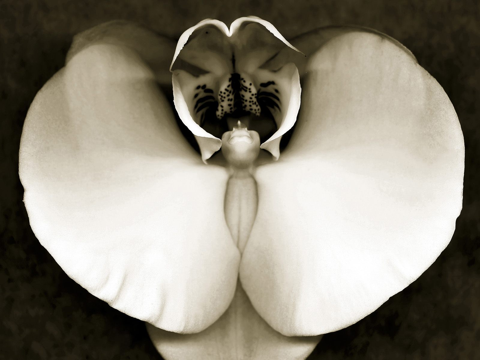 Orchid_Study