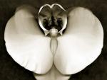 Orchid_Study