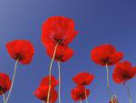 Poppies_Bavaria_Germany