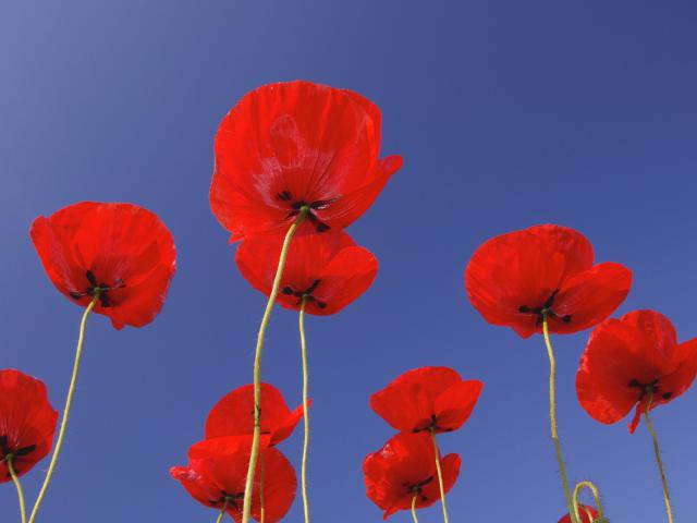 Poppies_Bavaria_Germany