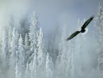 Soaring_Bald_Eagle