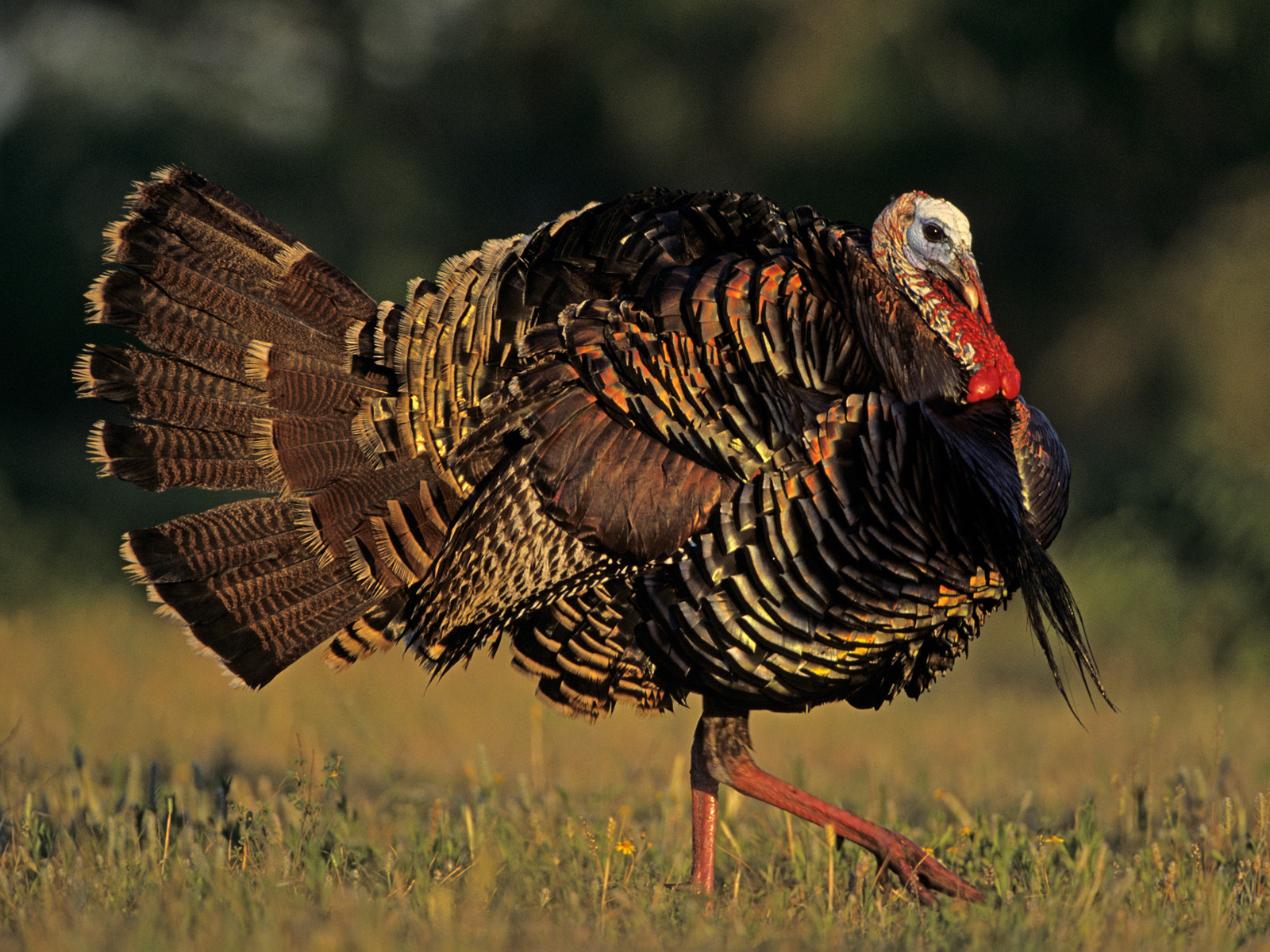 Wild_Turkey