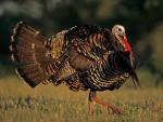 Wild_Turkey