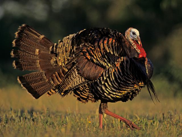 Wild_Turkey