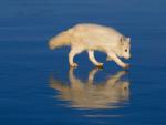 Arctic_Fox_on_Ice_Colorado