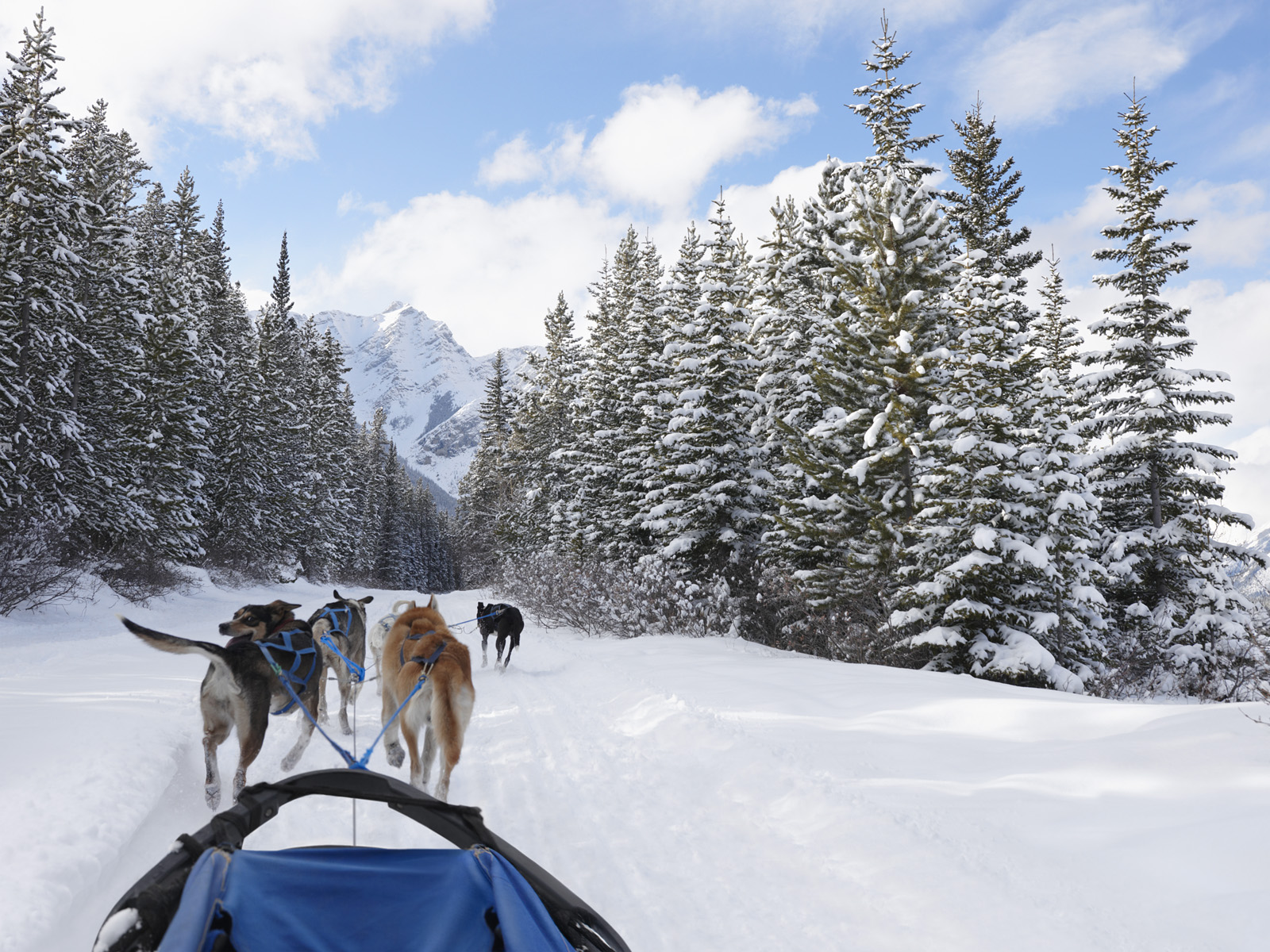 Dog_Sledding