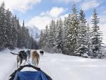 Dog_Sledding