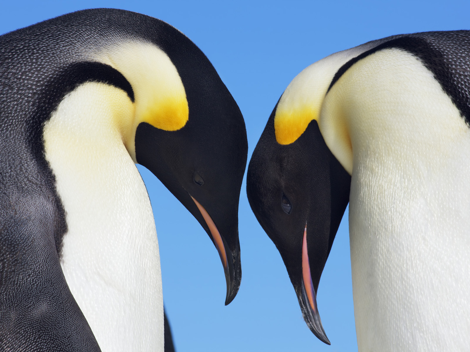 Emperor_Penguins