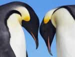 Emperor_Penguins