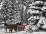 Horse-Drawn_Sleigh