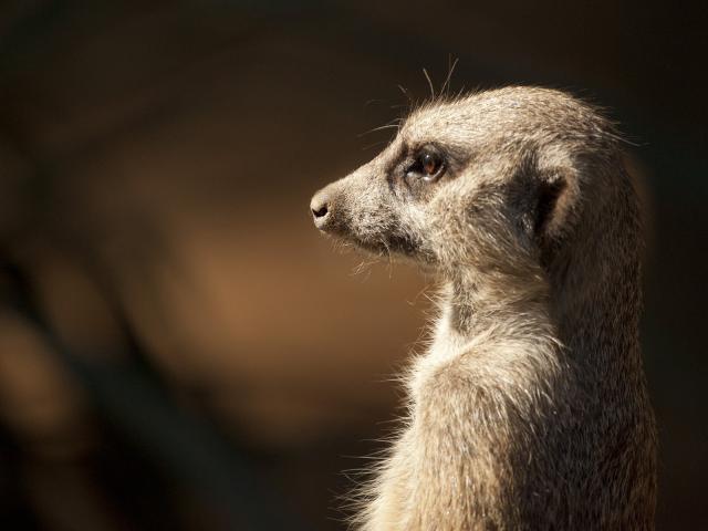 Meerkat_Profile