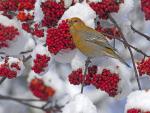 Pine_Grosbeak