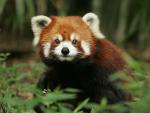 Red_Panda