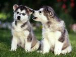 Siberian_Husky_Puppies