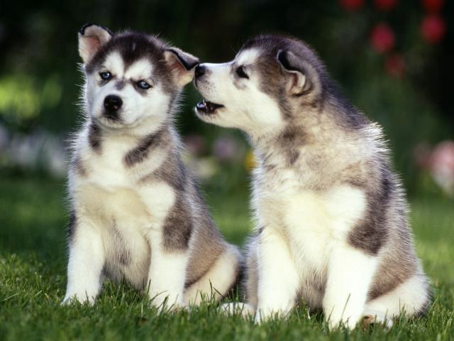 Siberian_Husky_Puppies