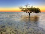 Solitary_Mangrove