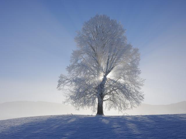 Sunbeams_Canton