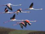 Greater_Flamingos