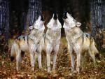Howling_Wolves