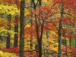 Maple_Trees_in