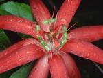 Red_Passion_Flower
