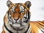 Siberian_Tiger_Profile