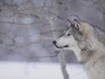 Gray_Wolf_in_Snow