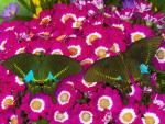 Swallowtail_Butterflies
