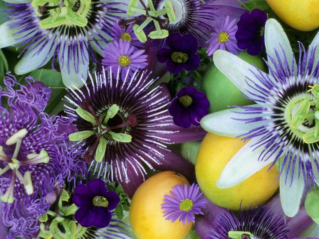 Passion_Flowers