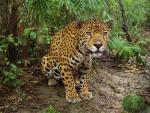 Jaguar_Belize
