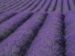 Field_of_Lavender