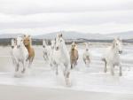 Beach_Horses