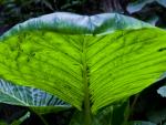 Large_Tropical_Leaf