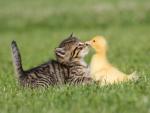 Kitten_and_Duckling