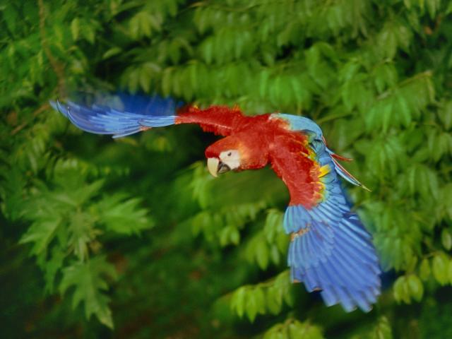 Scarlet_Macaw_in