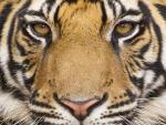 Personal_Bengal_Tiger