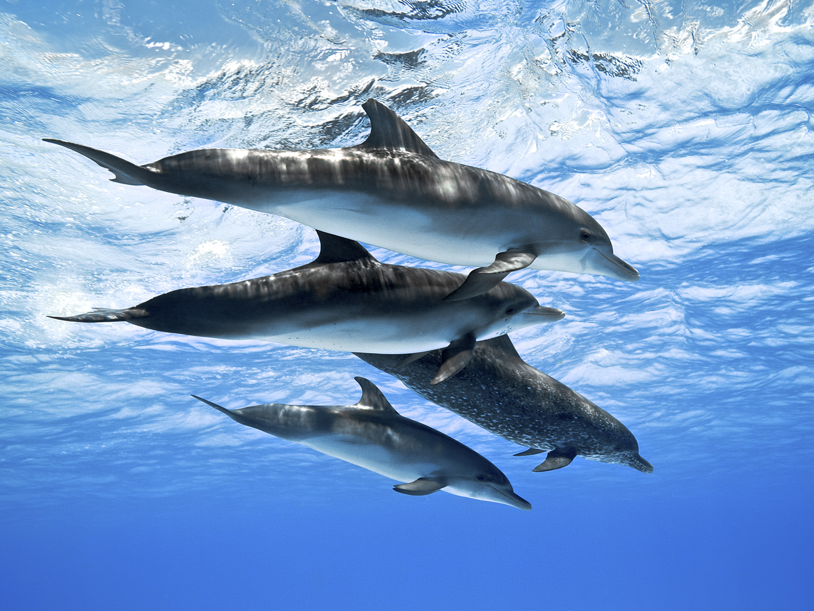Spotted_Dolphins