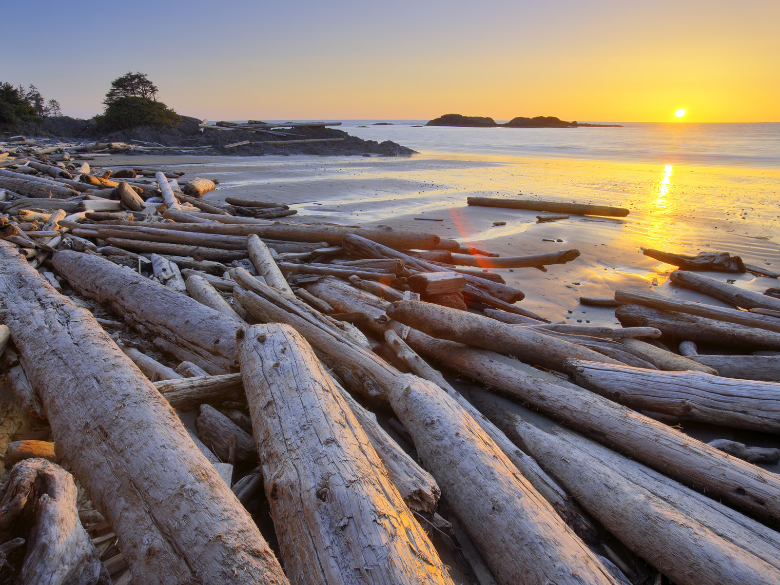 Driftwood_Pacific