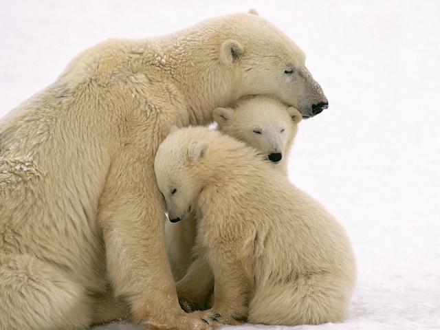 Cuddling_Polar_Bear