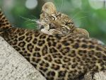 Leopard_Cub