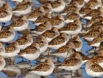 Western_Sandpipers