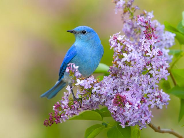 Bluebird_and_Lilac