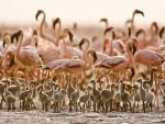 Flamingos_and_Chicks