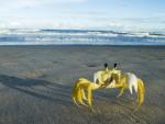 Ghost_Crab