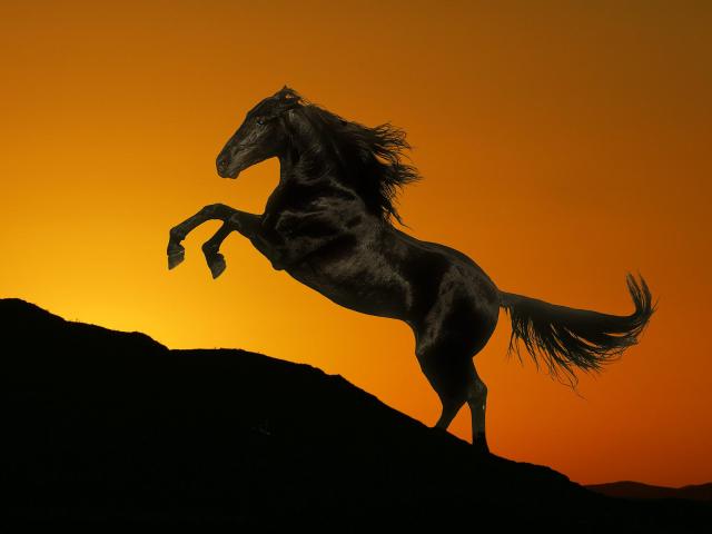 Sunset_Stallion