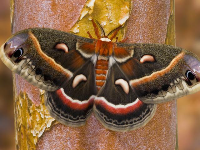 Cecropia_Moth