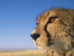 Close-Up_of_a_Cheetah