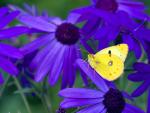 Clouded_Yellow_Colias