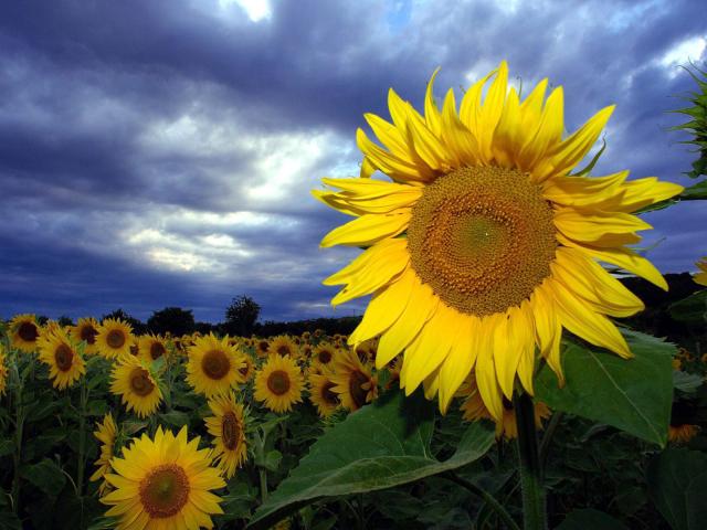 Field_of_Sunflowers_01